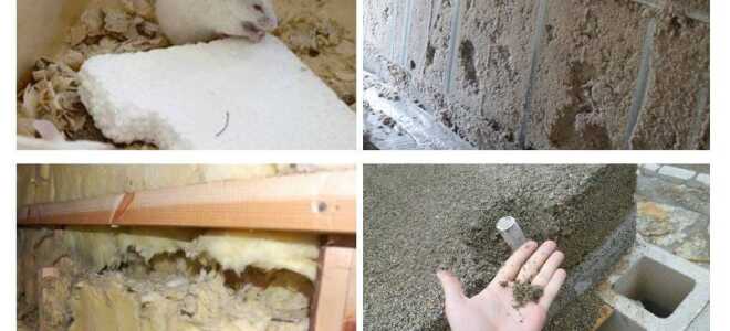 Проблема мышей в каркасном доме